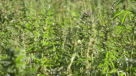 plantas de cáñamo balanceándose en un día ventoso en la plantación utilizada para la medicina, estática