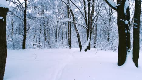 snowy branches in forest. winter fairy background