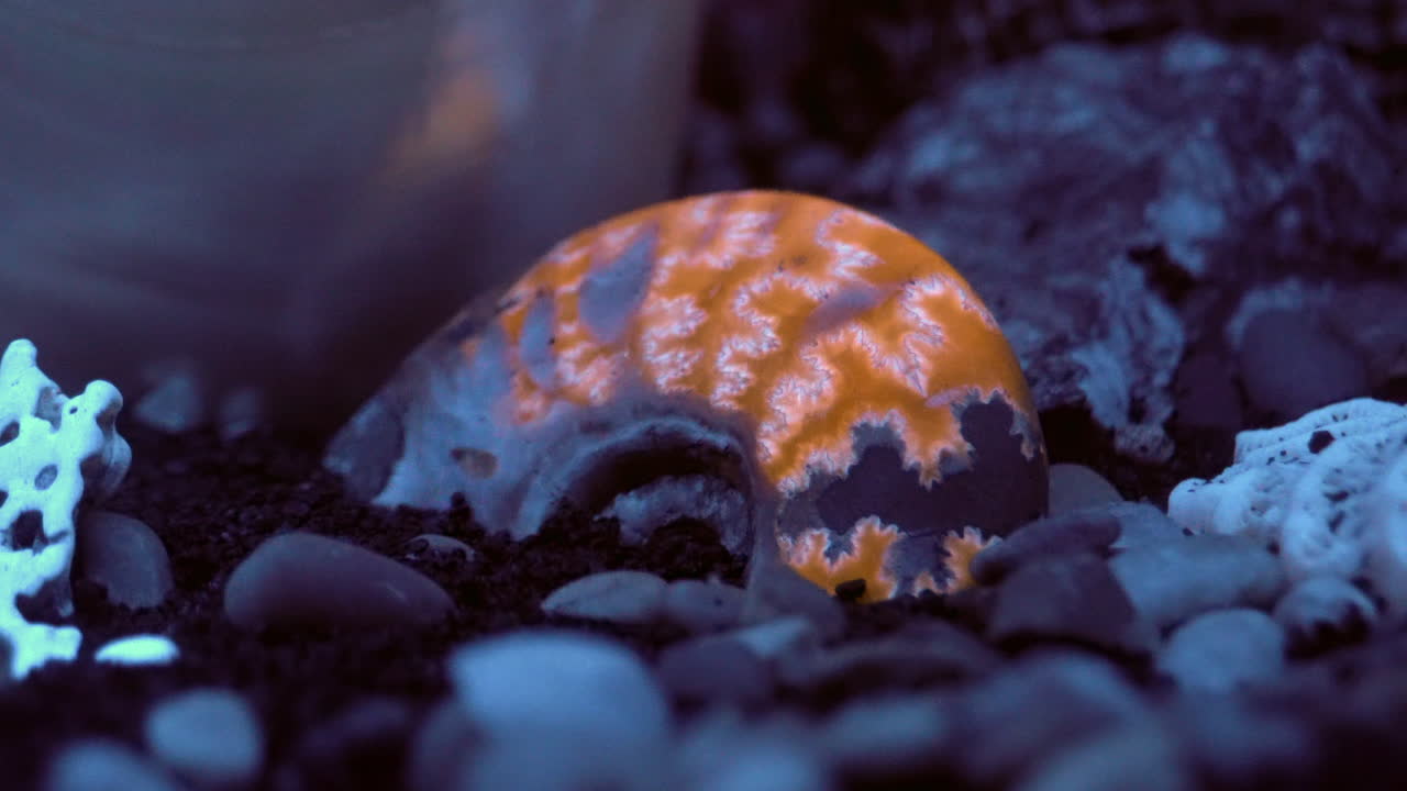un fósil de cefalópodo ammonita fluoresce en luz azul
