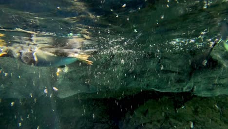 penguin swimming rapidly underwater with agility