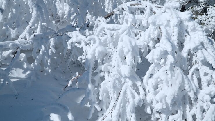 Schneeverwehungen und Bäume, die sich unter schweren Schneelasten bei kaltem, sonnigem Winterwetter biegen – Zeitlupen-Rückwärtsfahrt.
