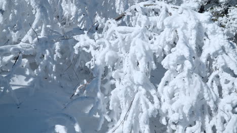 Schneeverwehungen-Und-Bäume,-Die-Sich-Bei-Kaltem,-Sonnigem-Winterwetter-Unter-Schweren-Schneekappen-Beugen---Zeitlupen-Rückzieher-Enthüllt