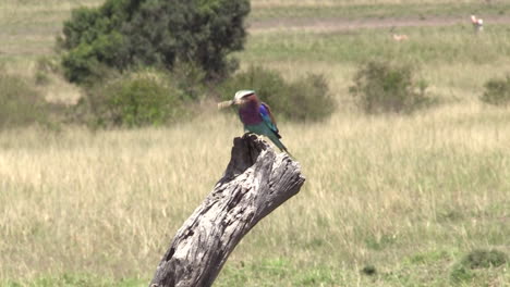 lilac-breasted roller bird perched on a dried tree branch in olare motorogi conservancy, masai mara, kenya - close-up shot