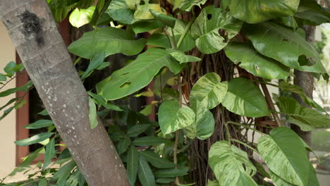 leaves of tropical plant in chiang mai thailand, close up 4k