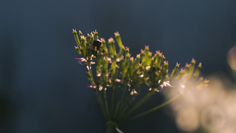 close-up of a plant