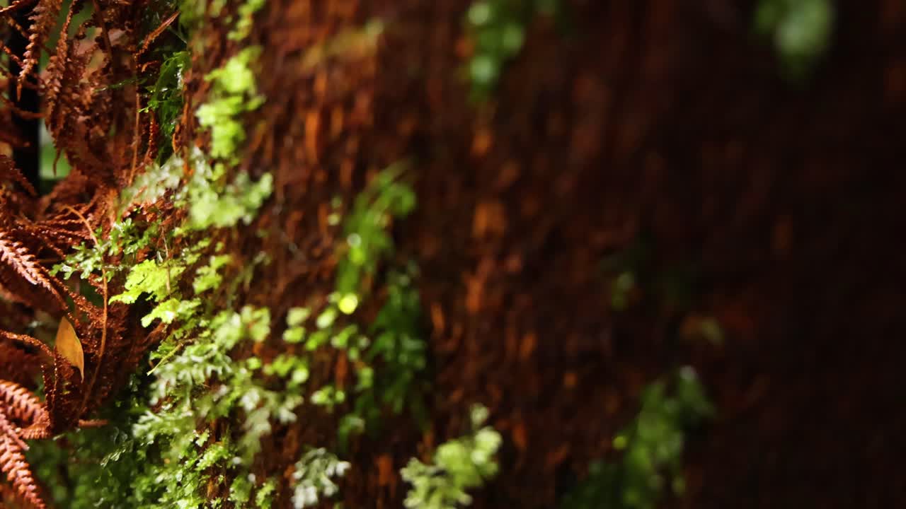 primer plano de musgo en un árbol en la selva tropical