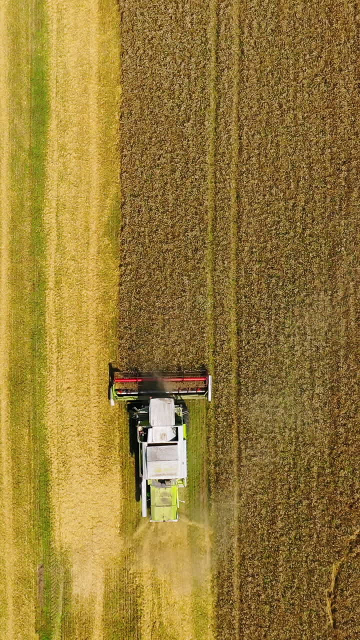 Top view of wheat harvest. Top view from the drone of combine harvester Vertical video