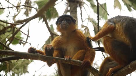 Two-West-African-red-Colobus-monkeys-in-a-tree,-fleeing-and-chewing-in-Gambian-forest