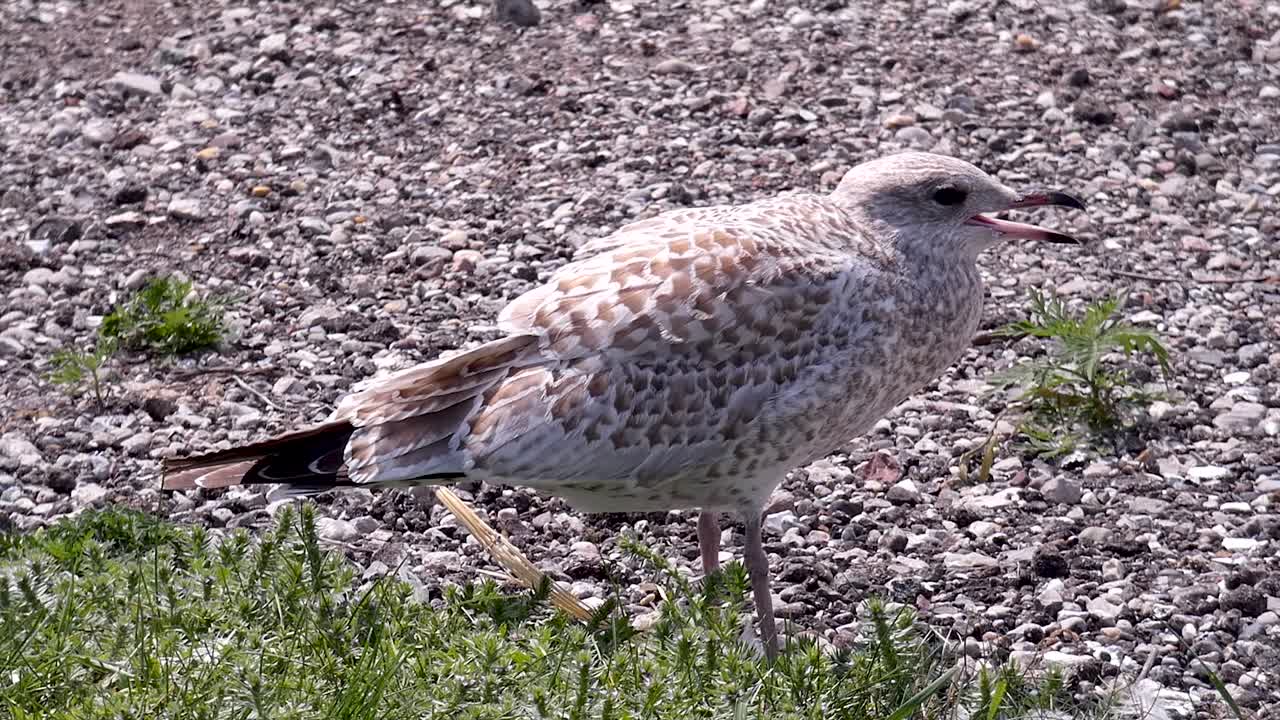 Seagull stands squawking on dividing line between grass and gravel.