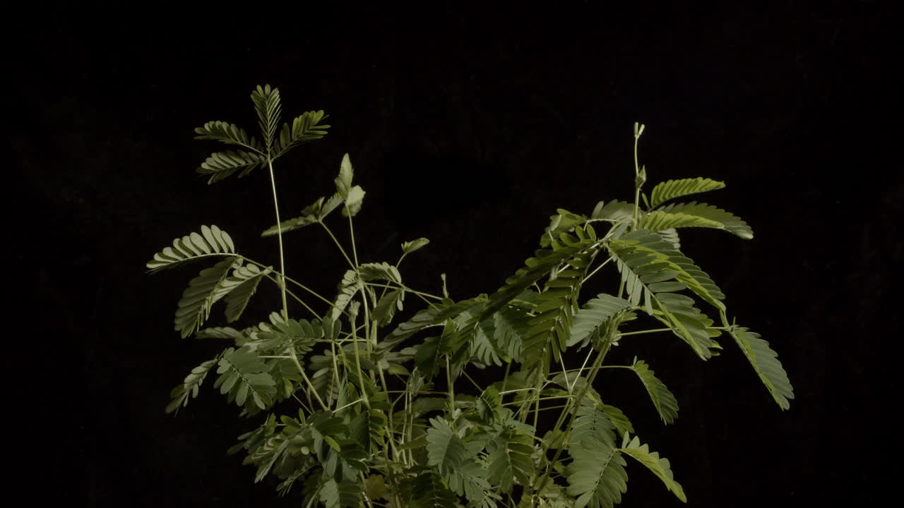 primer plano a intervalos de una planta sensible recuperándose de un empujón en reversa