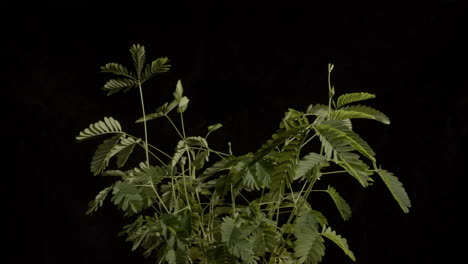 time-lapse close up shot in of a sensitive plant recovering from being jostled in reverse