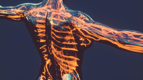 análisis de exploración de la anatomía humana que muestra la circulación sanguínea
