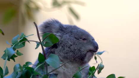 close up of koala eating eucalyptus leaf - funny animal