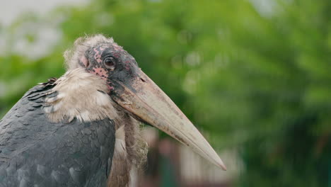 close up of an african bird