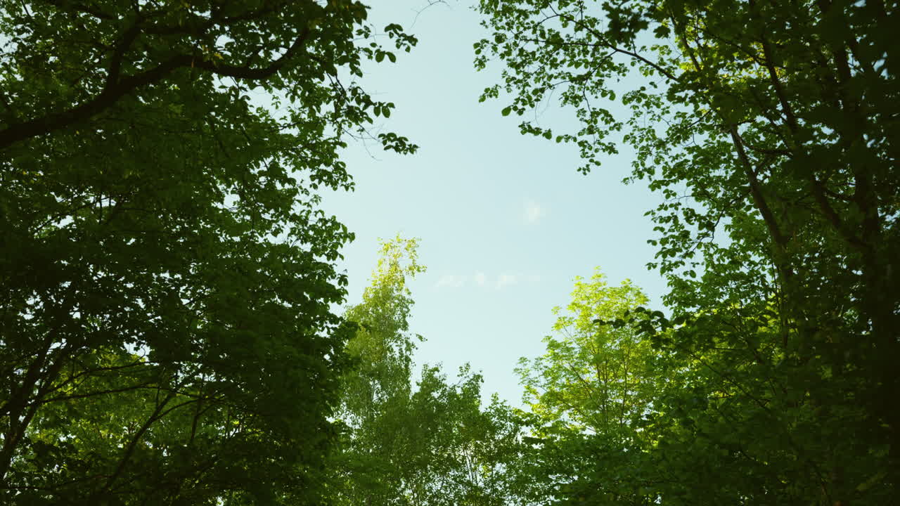 Gimbal shot looking up towards and opening between the the trees and to the sky in a park in Oslo, Norway