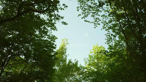 gimbal shot looking up towards and opening between the the trees and to the sky in a park in oslo, norway