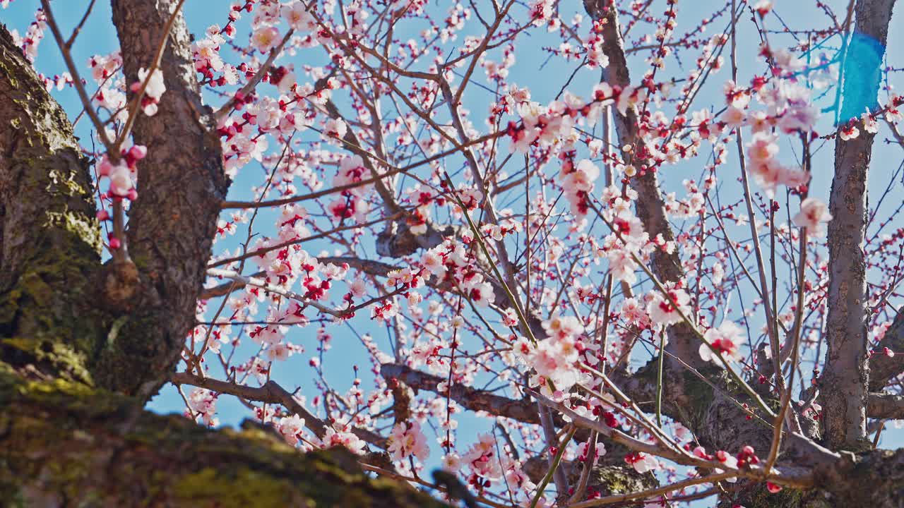 Una ripresa fluida in tilt-up che cattura i fitti grappoli di fiori di prugno rosa e bianchi su rami scuri, muovendosi dalla parte inferiore della chioma verso il cielo primaverile luminoso e baciato dal sole