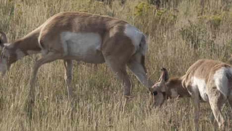 Pronghorn-Hirschkuh-Und-Kalb,-Die-In-Sagebrush,-Yellowstone-National-Park,-Usa-Grasen