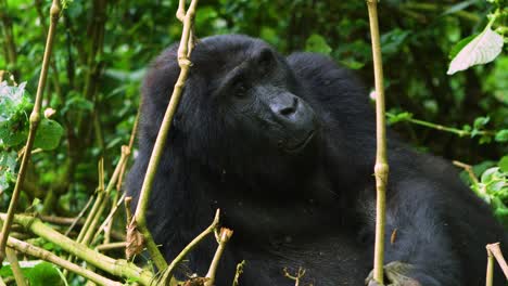 gorila relajándose en la selva tropical mientras come en impresionante cámara lenta 4k