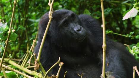 gorilla chilling out in rainforest whilst eating in stunning slow motion 4k