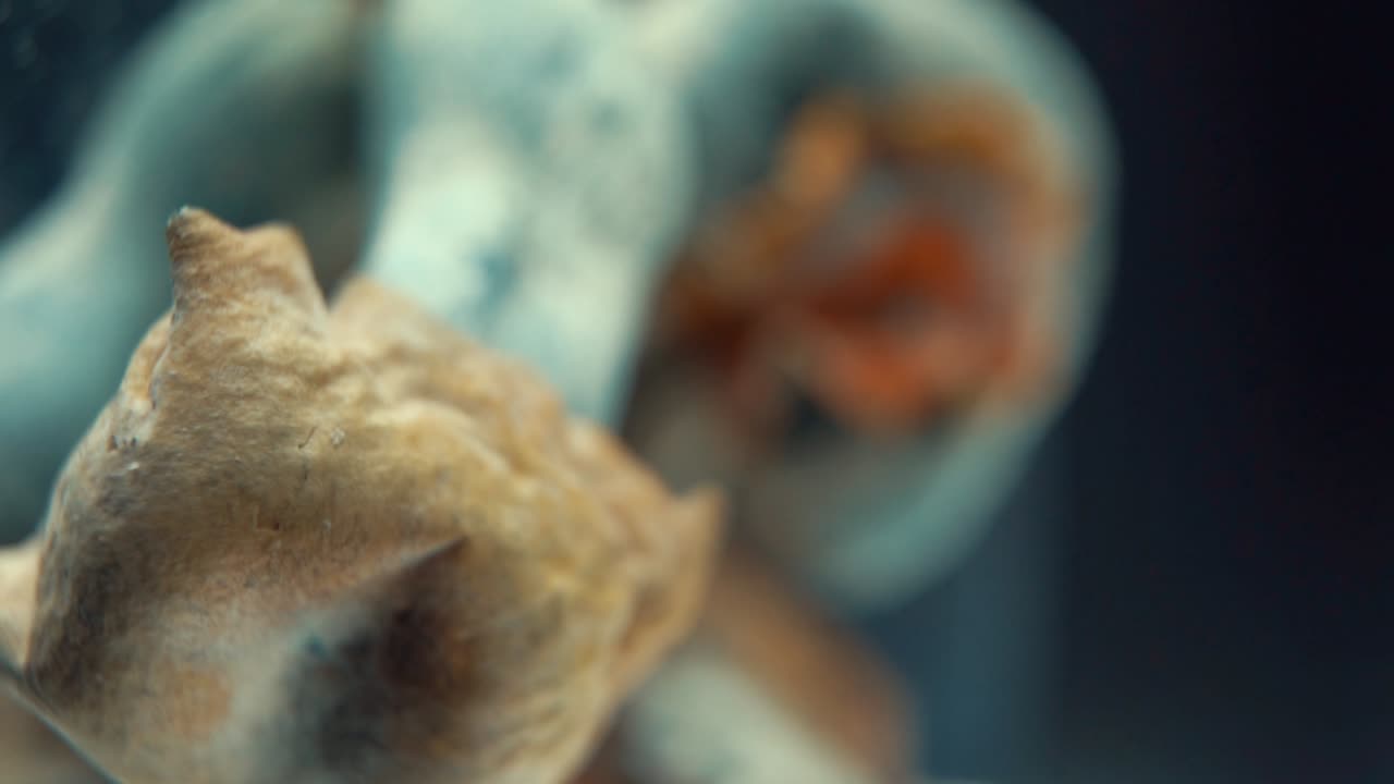 una toma épica macro vertical de un hongo seco mágico psicoactivo psilocibina alucinación con una tapa roja amarilla, en un soporte reflectante giratorio, iluminación de estudio, full hd, cámara lenta 120 fps
