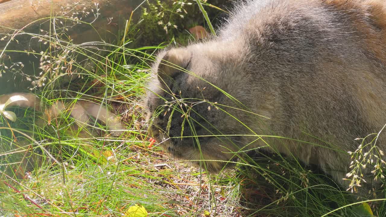 el gato de pallas (otokolobus manul), también conocido como el manul, es un pequeño gato salvaje con pelaje gris claro largo y denso, y orejas redondeadas colocadas abajo en los lados de la cabeza.