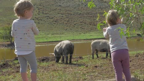 Zwillingsmädchen-Gegen-Zaun-Auf-Der-Farm-Beobachten-Freilaufende-Schweine,-Die-Gras-Fressen