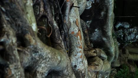 vertical slow motion shot of huge roots from a tree from bali in indonesia in ubud during an adventurous journey through the temple