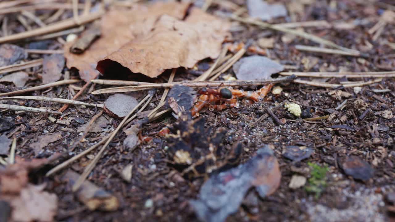 Ants on the forest floor