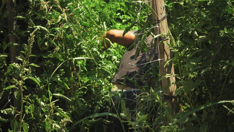 Farmer-harvesting-fresh-tangerine-from-plants