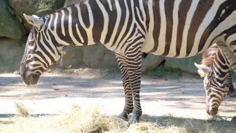 A Picturesque Group of Zebras Peacefully Grazing on a Serene Hillside. A serene scene unfolds as elegant zebras graze on a golden hillside, illuminated by the warm sun and framed by a vibrant blue sky, enhancing the beauty of this tranquil moment in nature