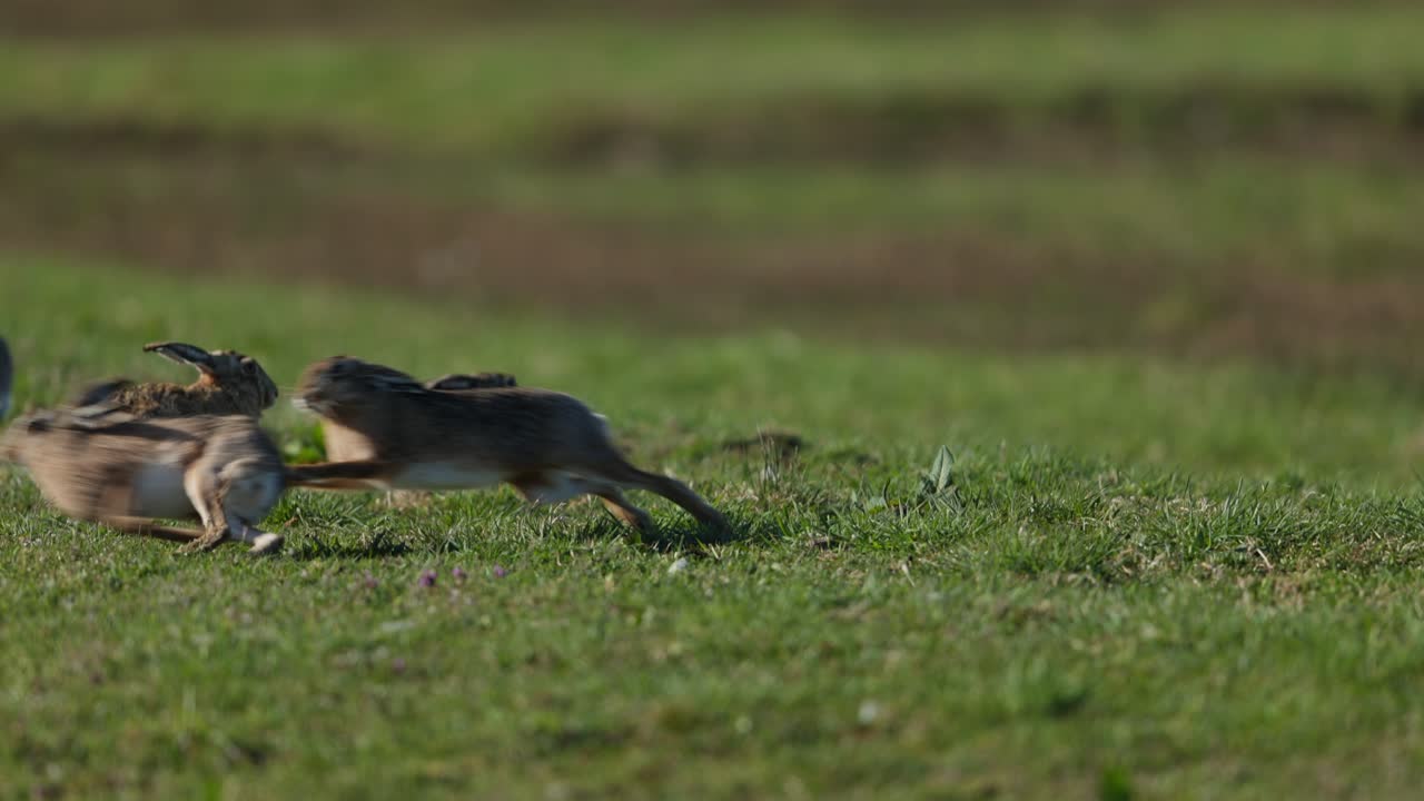 Hares in a Meadow