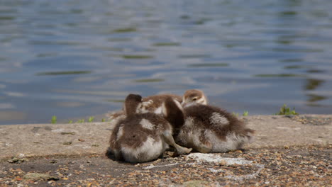 egyptian goose goslings on a sunny park in west london, united kingdom