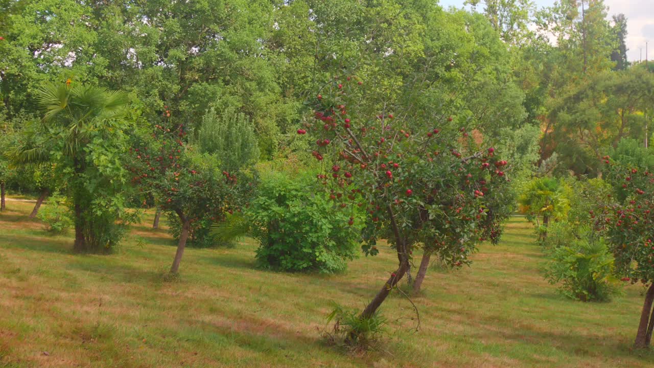 Piantagione di alberi di mele in terreno rurale. Scatto laterale