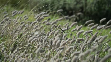 Malerischer-Blick-Auf-Grasblumen,-Die-Im-Sommer-Im-Wind-Wehen