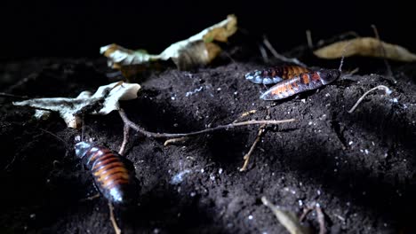 madagascar hissing cockroaches on dark soil