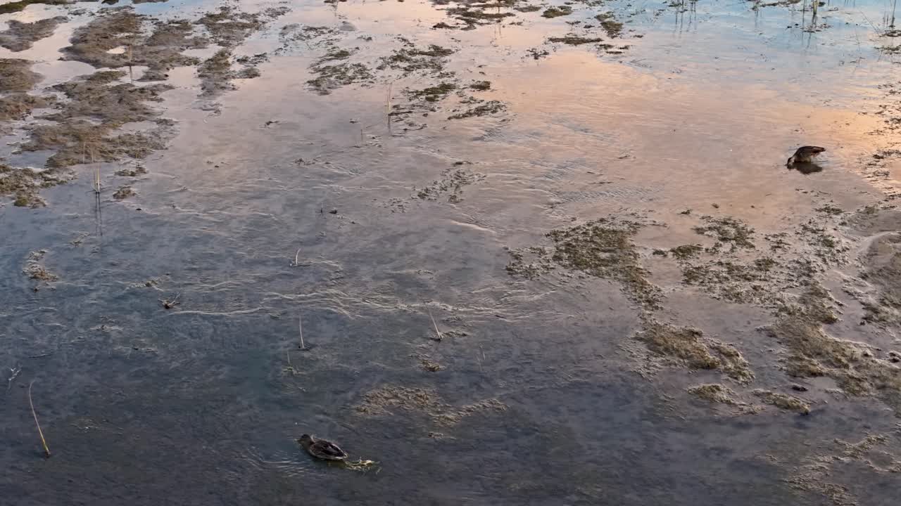 Small ducks foraging in reflective shallow wetlands during sunset