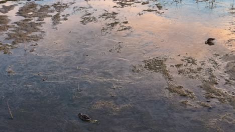 Small ducks foraging in reflective shallow wetlands during sunset