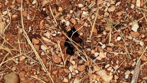 Ants-entering-and-leaving-an-anthill