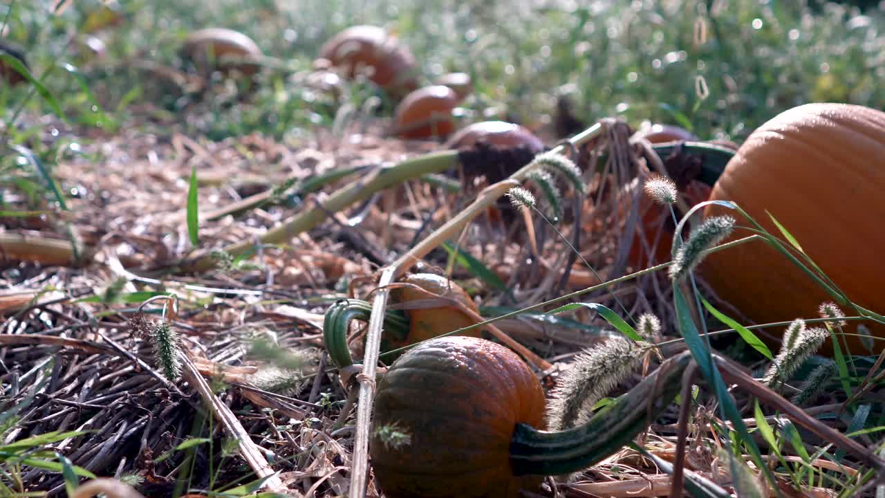 해가 뜰 때 덩굴에 시들고 있는 중간 크기의 땀 흘리는 호박 오른쪽으로 돌리 동작을 닫습니다.