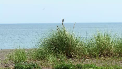 Coastal-grasses-gently-sway-in-the-light-breeze-in-front-of-calm,-rippled-water