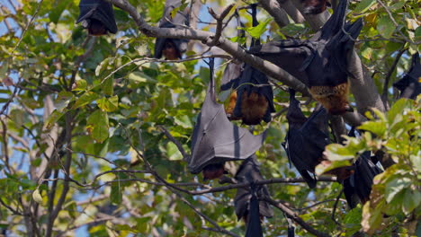 group of indian flying foxes hanging from the tree branch in a forest in keoladeo bird sanctuary, india.