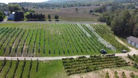 aerial wide shot of vineyard in the summer