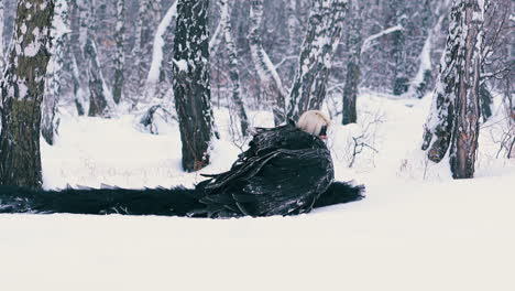 tired-woman-in-phoenix-suit-with-wings-falls-down-onto-snow