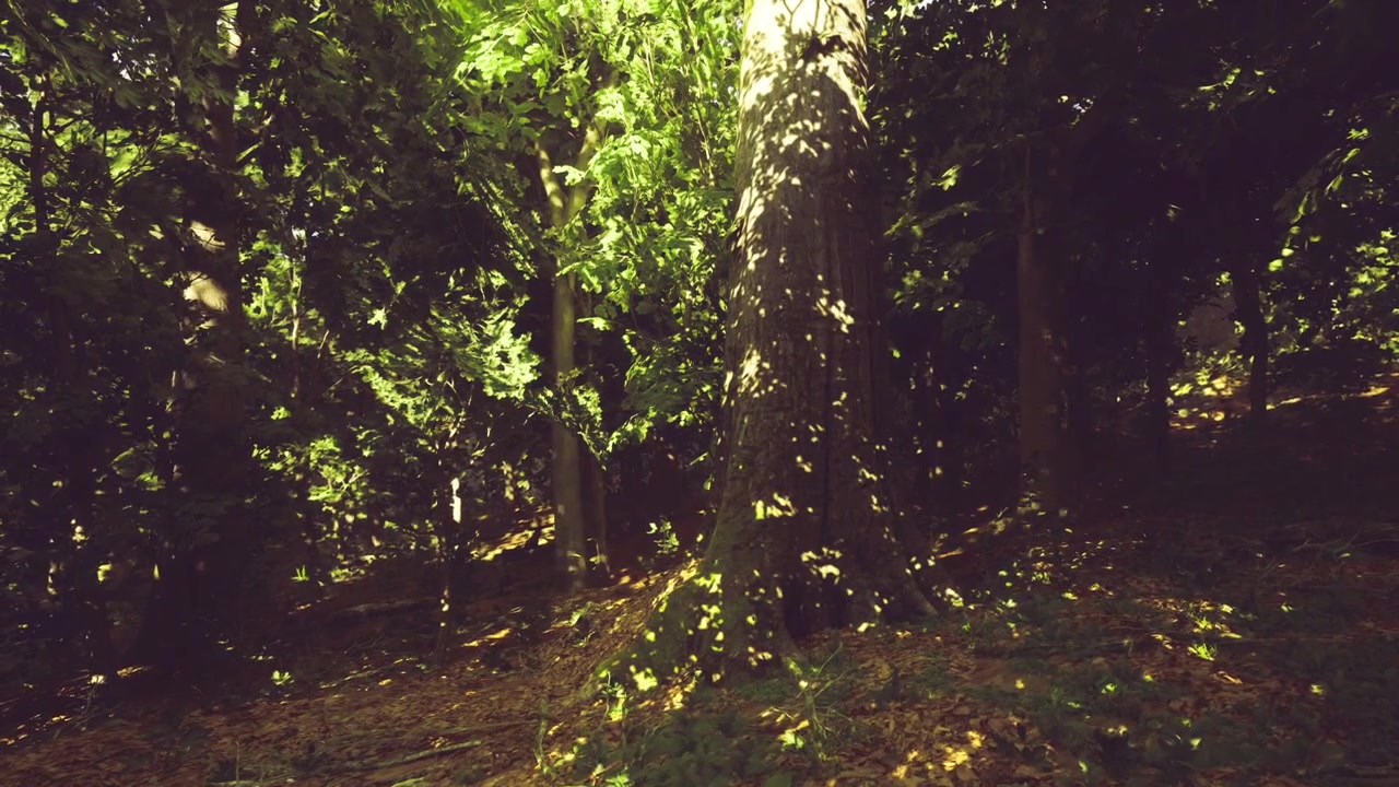 Crepuscolo ombreggiato con illuminazione sparsa e vegetazione lussureggiante