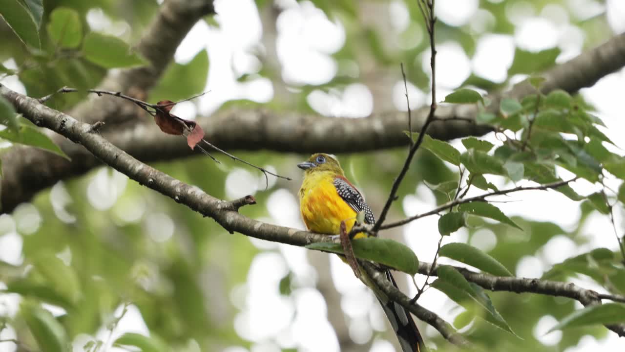 trogón de pecho naranja, posado en ramas de árboles que se mecen, viento de brisa