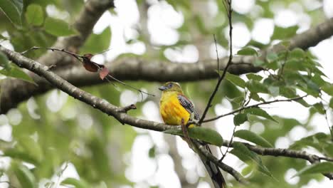 orange-breasted trogon, perching on swaying tree branches, breeze wind