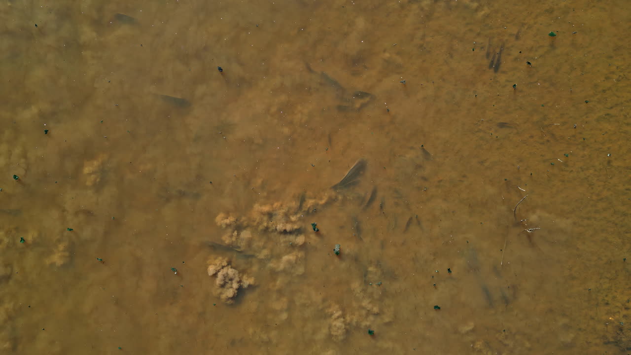 Aerial View of Shallow Muddy Water with Fish