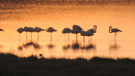 Flamencos-En-Un-Gran-Lago-En-Winelands