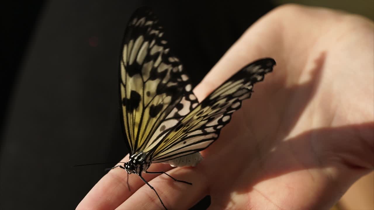 Farfalla in mano